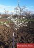 Prune foarte delicioase