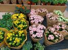 Img.2023.03.25 -Kalanchoe
