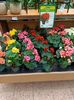 Img.2023.03.25 - begonia