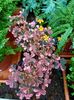 Img.2023.03.25 -oxalis