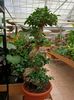 Img.2023.03.25 - Bonsai