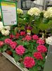 Img.2023.03.25- hortensia
