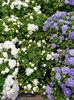 Img.2023.03.29- campanula