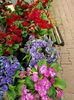 Img.2023.03.29-primula