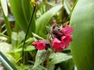 Pulmonaria "Shrimps on the Barbie"