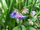 Pulmonaria "Blues Ensign"