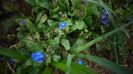 Myosotis