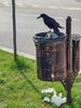 w-23-City Crow_151242