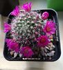 Mammillaria zeilmanniana