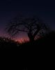 Conjunctie Jupiter-Venus in Berbec