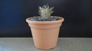 Toumeya papyracantha