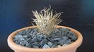 Toumeya papyracantha