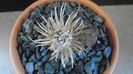 Toumeya papyracantha