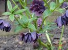 Double Ellen Purple