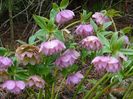 Double Ellen Pink