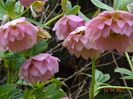 Double Ellen Pink