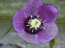 seedling anemona