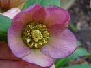anemone Apricot