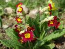 seedling