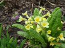 seedling