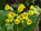 primula elatior