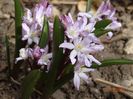 chionodoxa rosea