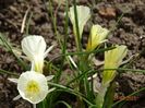 White Petticoat