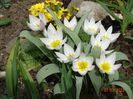 tulipa polychroma