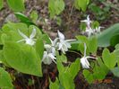 epimedium Yenomoto