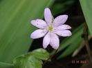 hepatica transsilvanica rosea
