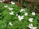 anemone nemorosa