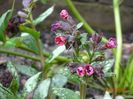 pulmonaria Silver Bouquet