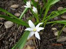 chionodoxa luciliae Alba