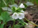 pulmonaria Sissinghurst White