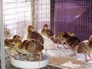 chicks4