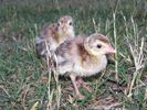 lulu_first_pea_chicks_029