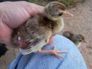 lulu_first_pea_chicks_017