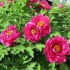 bulbi-rizomi-bujori-itoh-Pink-Ardour-0-640x640