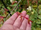 Acer "Orange Dream"