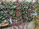 Acer "Shaina"