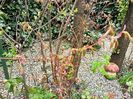 Acer "Tayo nishiki"