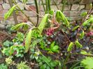 Acer "Aconitifolium"