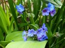 Pulmonaria "Blues Ensign"