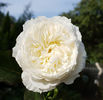 Patience (tufa) 60