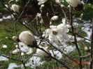 magnolia stellata