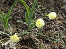 Arctic Bells