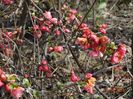 chaenomeles Pink Trail
