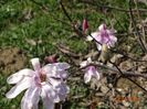 magnolia stellata Rosea