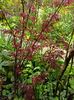 11.04.2023 Acer "Pixie"