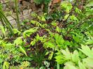 Aconitifolium